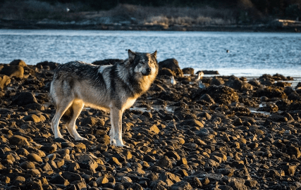 Wolf Island SC: Everything You Need to Know About Wolf Island