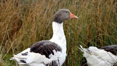 magickea profile and overview