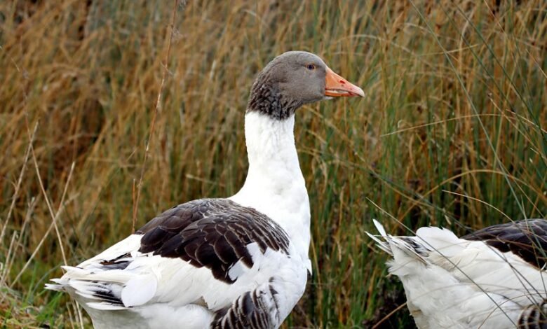 magickea profile and overview